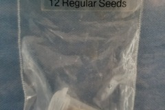 Vente: Hazmat Og Archive seeds