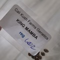 Vente: Karma King mamba biker cross high yield 12 seeds reg