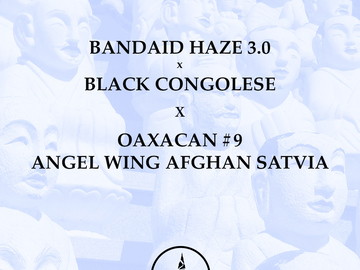 Sell: Bandaid Haze x Black Congolese x Oaxacan x Angel Wing Sativa