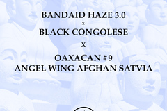 Vente: Bandaid Haze x Black Congolese x Oaxacan x Angel Wing Sativa