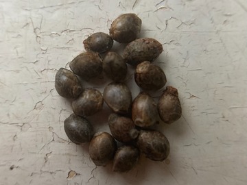 Sell: 10 x Australian Bastard    seeds