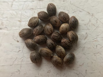 Venta: 15 x Black African Haze seeds