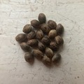 Sell: 15 x Black African Haze seeds