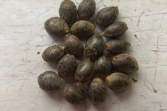 Sell: 10 x Ducksfoot -autoflower- seeds