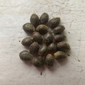 Vente: 10 x Ducksfoot -autoflower- seeds
