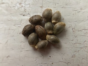 Sell: 10 x Dvaravati seeds