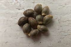 Sell: 10 x Dvaravati seeds