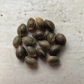 Vente: 10 x Fire Red (Malawi Gold x Panama Red) seeds