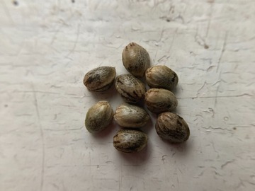 Venta: 10 x Harle-Tsu seeds