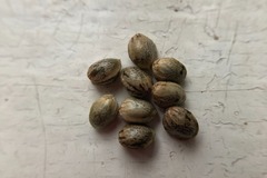 Sell: 10 x Harle-Tsu seeds