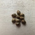 Sell: 10 x Harle-Tsu seeds