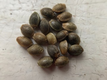 Vente: 10 x Malawi Gold seeds