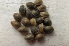 Venta: 10 x Malawi Gold seeds