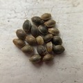 Vente: 10 x Malawi Gold seeds
