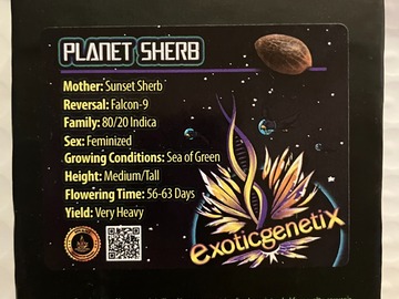 Venta: Planet Sherb from Exotic Genetix