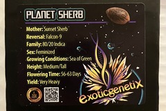 Venta: Planet Sherb from Exotic Genetix