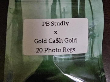 Vente: PB Studly x Gold Cash Gold - 20 Photo Regs
