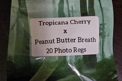Venta: Tropicana Cherry x Peanut Butter Breath - 20 Photo Regs