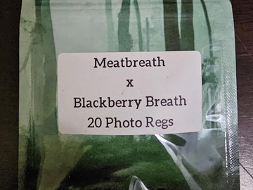 Venta: Meatbreath x Blackberry Breath F2 - 20 Photo Regs