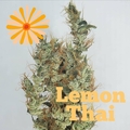 Sell: Lemon Thai (Dutch Flowers)