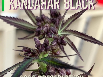Sell: Kandahar Black