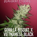 Venta: Whisker Biscuit F3
