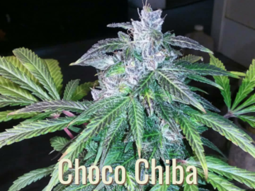 Vente: Choco Chiba Purple Colombian