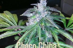 Sell: Choco Chiba Purple Colombian