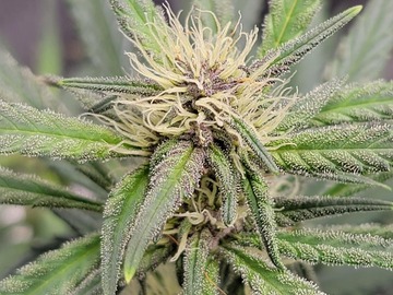 Vente: Banana Daddy RBX2 x Banana Purple Punch Auto 5 seed pack