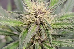 Vente: Banana Daddy RBX2 x Banana Purple Punch Auto 5 seed pack