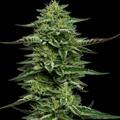 Sell: Humboldt Seed Company-The Bling Seeds FEM (6pk +1 FREE!)