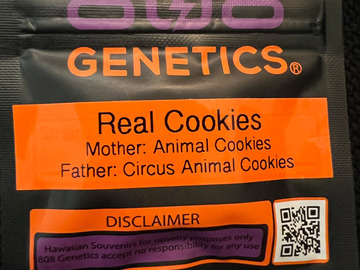 Vente: 808 Genetics Real Cookies 12 pack