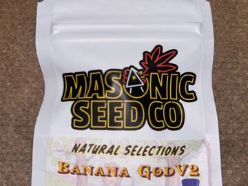 Sell: Masonic Seeds - Banana God V2