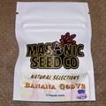 Sell: Masonic Seeds - Banana God V2