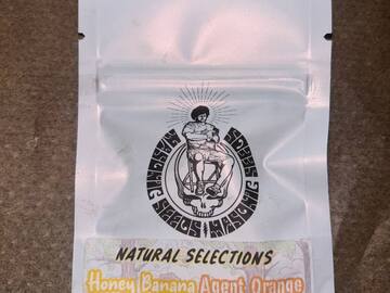 Sell: Masonic Seeds - Honey Banana Agent Orange