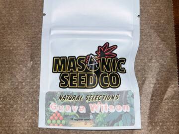 Venta: Masonic Seeds - Guava Wilson