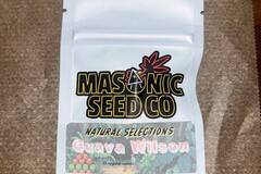 Sell: Masonic Seeds - Guava Wilson