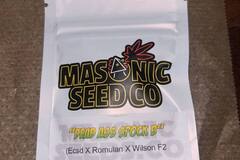 Sell: Masonic Seeds - ECSD x Romulan x Wilson F2