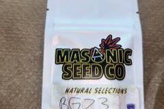 Sell: Masonic Seeds - Bubblegum