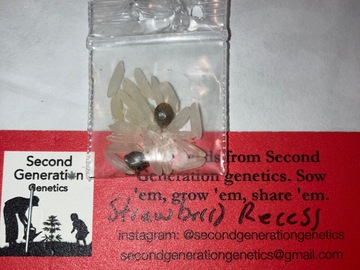 Venta: 2 Strawberry Recess Regular Seeds from SGG
