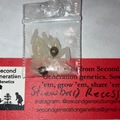 Sell: 2 Strawberry Recess Regular Seeds from SGG