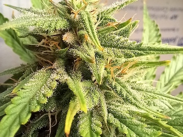 Sell: Auto Fem - Sour Bubbly x Mephisto's Jammy Dodgers II
