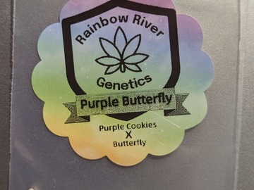 Sell: Purple Butterfly by Rainbow River Genetics