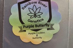 Sell: Purple Butterfly by Rainbow River Genetics