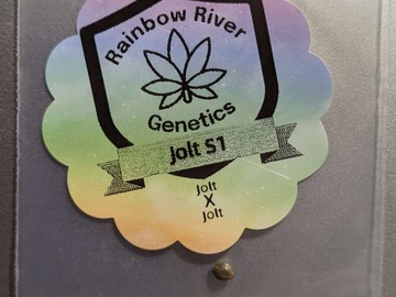 Vente: Jolt S1 by Rainbow River Genetics