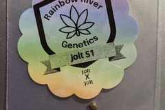 Venta: Jolt S1 by Rainbow River Genetics
