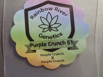Vente: Purple Crunch S1 by Rainbow River Genetics