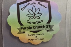 Venta: Purple Crunch S1 by Rainbow River Genetics