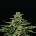 Sell: HSC - Fortune Cookie Seeds - FEM (6pk +1 FREE!)