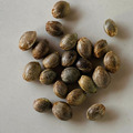 Sell: HUMBOLDT SEED CO AUTO Seeds 6PK (see strains avail) +1 FREE SEED!